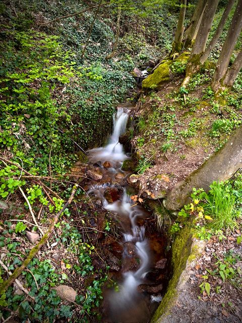 Bach im Wald