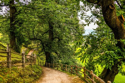 Waldweg