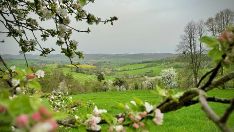 Blick durch blühende Obstbäume in die weite Feld- und Wiesenlandschaft
