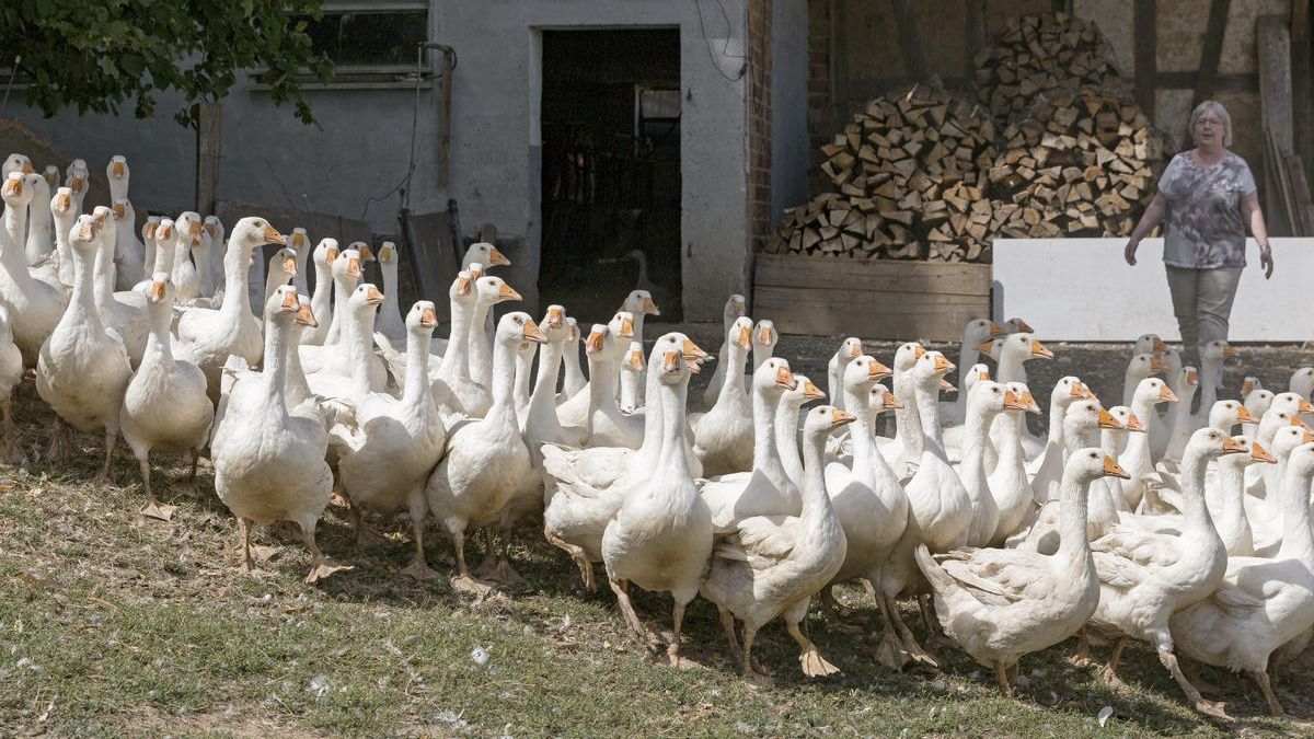 Gänseherde auf dem Geflügelhof Weidmann